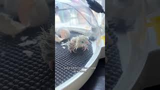 How chick hatching works 