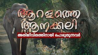 കാട്ടാനയോട് പൊരുതി ജീവിക്കുന്ന ആറളത്തുകാർ; ആനക്കലിയിൽ തീരുന്ന ജീവിതങ്ങൾ| Crisis Of People Of Aralam