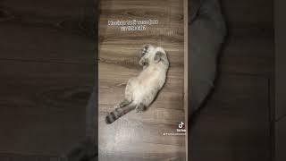Така от Джині #catsworld #cats #catsofyoutube #catsworld #cat