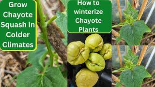 Grow Chayote Squash in Colder Climates - How to winterise Chayote Plants