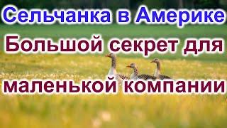 Сельчанка в Америке.Большой секрет для маленькой компании