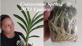 Catasetum Orchid Spring Update April | Everything is Awake - Millenium Magic is Getting Huge!