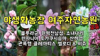 2022년 작업 시작 - 노지월동 다년생 야생화는 여주자연농원 - Wild Flower