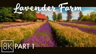 8K Dreamy Atmosphere of a Lavender Farm | Calming Field Sounds & Vibrant Flowers - #1 (Anamorphic)