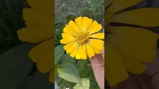 BLOOMING YELLOW ZINNIA