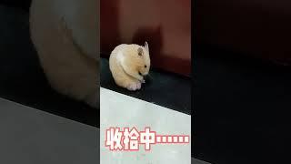 Adorable Hamster Chronicles: #HamsterLife #TeddyBearHamster #CutestEver Mr. Xu's Quest for...