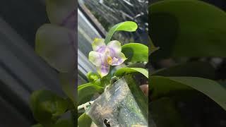 Phal. MCL150 Mituo purple dragon phalanx. Красавчик дракон!А пахнеееет#orchid #цветы #phalenopsis