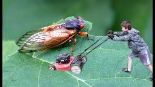 Short family vlog - Cicadas Mowing & singing - JFAMFUN