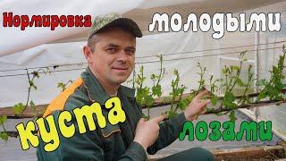 Нормировка виноградного куста- лозами  . Выломка на урожай .
