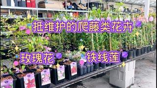 Rona新上架的爬藤类花卉，六刀一棵的铁线莲又来了。【莎拉养花】