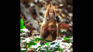 🟢 Cute Red Squirrel