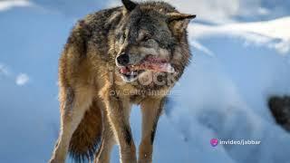 The Red Wolf: A Fascinating Story of Survival. #animals #animalsvideo #animalslover #redwolf