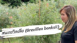 สนเกรวิลเลีย (Grevillea banksii) แถม #สนฉัตร#แก้วเจ้าจอม#หมากเหลือง#ต้นกระดาษ @บ้านดงบัง ปราจีนบุรี