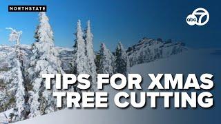 Prepare for your Christmas tree cutting: Forest Service shares essential tips