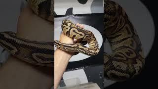 Pastel Trick Ball Python Girl