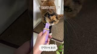 츄르륵으로 츄르 편하게 먹이며 촬영하기 #사무실고양이 #츄르짜개 #츄르 #츄르먹방 #츄르륵 #고양이일상 #고양이먹방
