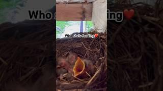 Ms. Robin doing her thing  #homestead #cabininthewoods #nature