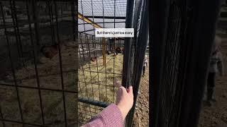 HUGE Chicken Coop Run Update