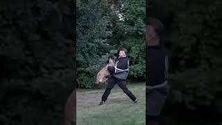 Next level training of dogs #viral #shorts