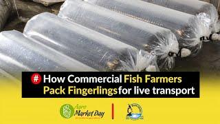 How Commercial Fish Farmers Pack Fingerlings for live Transport || Stocking Fish