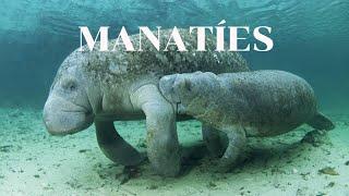 Manatíes mini documental/ curiosidades y más sobre los manatíes.