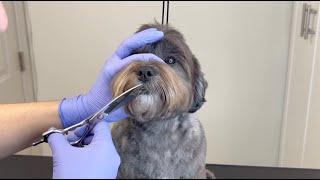 DOG GROOMING VIDEO COMPLETE #doggroomingtips #doggroomers #dogs