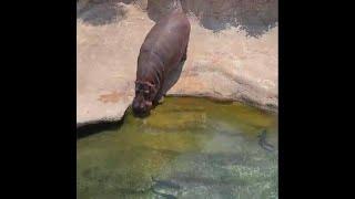 Hippos making a splash at San Antonio Zoo