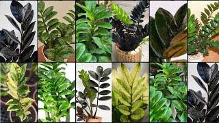 ZAMIOCULCAS ZAMIIFOLIA (ZZ PLANT) VARIETIES - Plants Weekly