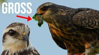 The Snail Kite: Everything You Need To Know!