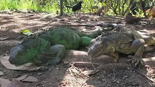 Iguanas, Jardín Botánico La Laguna, San Salvador, El Salvador