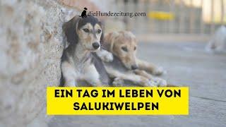 Salukiwelpen - Ein Tag in ihrem Leben ⎮DieHundezeitung