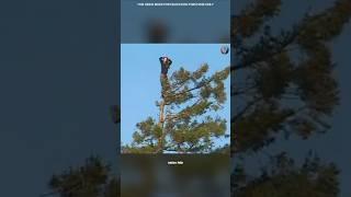 Julia Butterfly Hill’s Epic Tree Protest #truestory #viralshorts