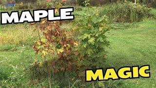 PLANTING MAPLES AND A GOLDEN DELICIOUS APPLE ON MY WEEK OFF