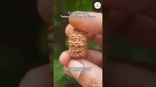 13 mukhi rudraksha#rudraksha #shiv #om #rudra #astro #viral #viralvideos #mahadev #viral #shorts