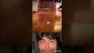 cute cat bombastic
