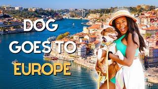 How I Brought My Dog to Europe - Portugal Edition (Step by Step)