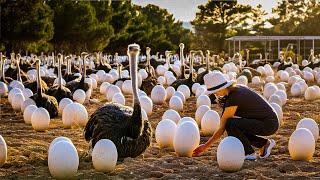 EGGS Harvesting From Snail, Ostrich, Sea Urchin - Snail Eggs Processing to Caviar 