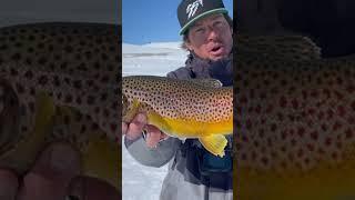 The SURPRISE  #fishing #icefishing #trout #fish #troutunlimited #lakemonster #troutfishing