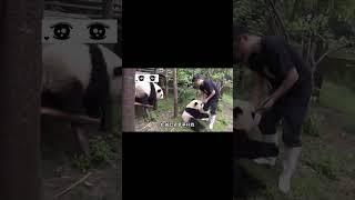 大熊猫也是会吃醋的 #熊猫生活 #panda #大橙子数据 #搞笑 #大熊猫 #animals #cute