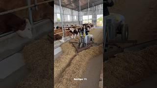 Little Girl, Big Responsibility 