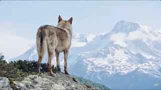 Le loup des neiges