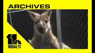 Rob's Attic - Raising Wallabys