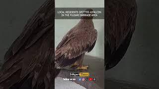 #Watch |  Forest officials rescue a hawk in Fulbari     #siliguritimes #siliguri #fulbari #news