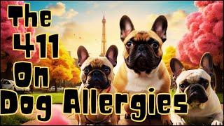 Allergies in French Bulldogs: What to Look For & Best Foods #frenchbulldog #education #allergies