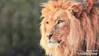 Optus Lion Amemo By Era 2002 Ad Australian CheesyTv