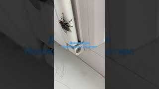 Дезинсекция.Насекомые в квартире.