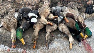 RARE COLORFUL DUCK SHOT?! 3 Man Duck Limit!  (South Dakota Duck Hunting Trip Day 3)