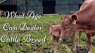 What Age Can Dexter Cattle Breed