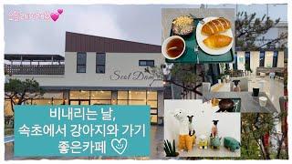속초 비올 때 강아지와 가기 좋은 카페!