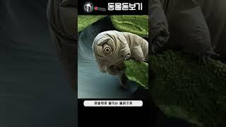 완보동물 - 물곰 (곰벌레 - Water bears)